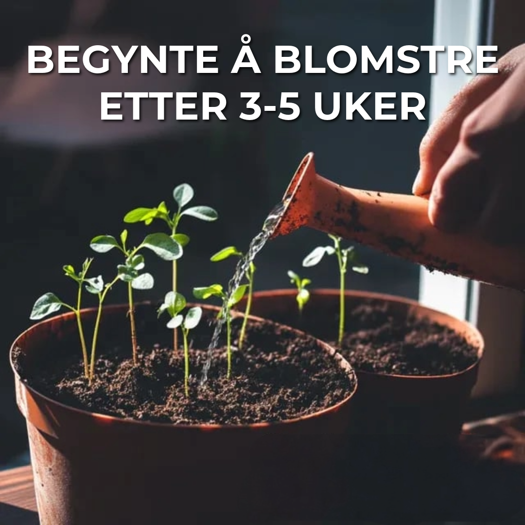 Plantebar Kalender 2025